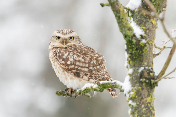 istock Burrowing owl (Athene cunicularia) in the snow. 1417279019