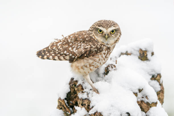 istock Burrowing owl (Athene cunicularia)  in the snow. 1417279068