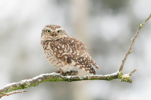 istock Burrowing owl (Athene cunicularia) in the snow. 1417279071