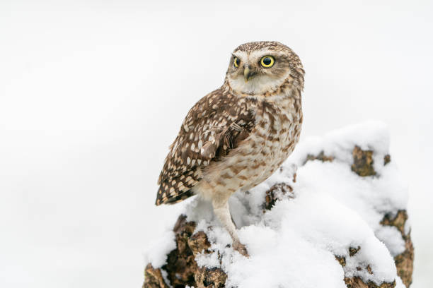 Burrowing owl (Athene cunicularia)  in the snow.