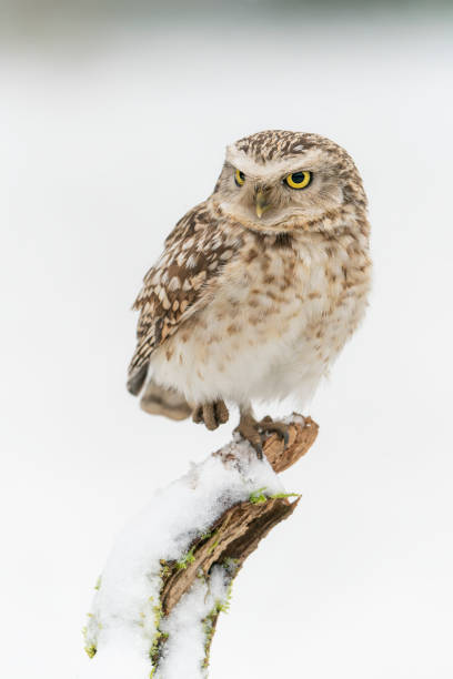 istock Burrowing owl (Athene cunicularia) in the snow. 1417279078