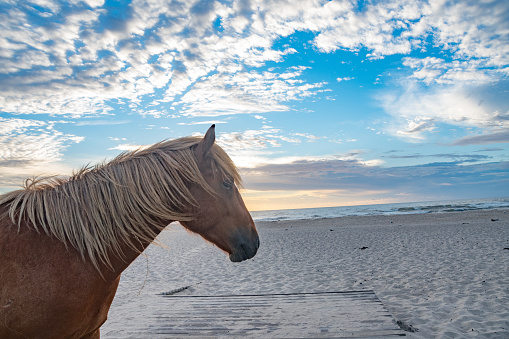 A chestnut colored wild pony on Assateague Island off the coast of Maryland looks out over the beach boardwalk with the sunrise and ocean in the background
