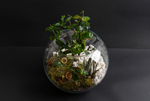 Succulent black background arrangement in a glass vase (terrarium)