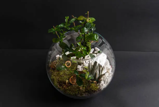 Photo of Succulent black background arrangement in a glass vase (terrarium)