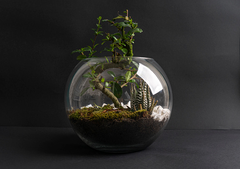 Succulent black background arrangement in a glass vase (terrarium)