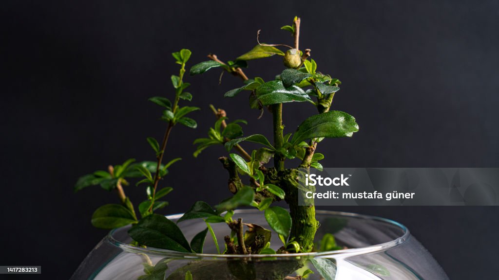 Succulent black background arrangement in a glass vase (terrarium) Arrangement Stock Photo