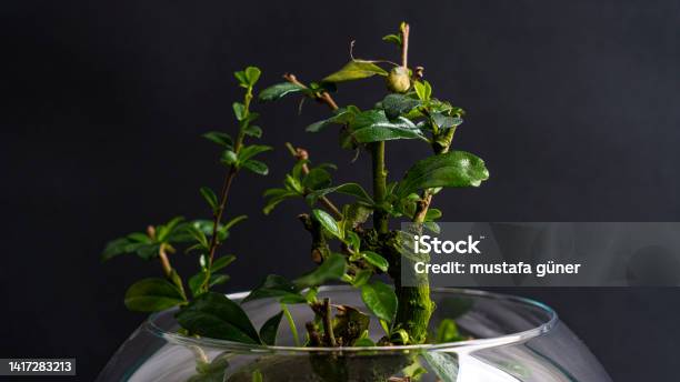 Succulent Black Background Arrangement In A Glass Vase Stock Photo - Download Image Now