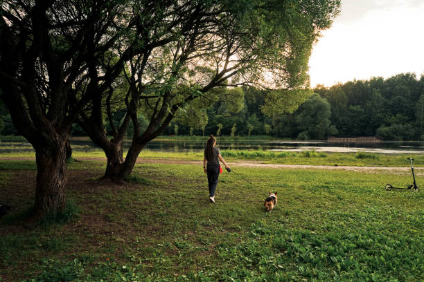istock Woman with dreadlocks walk with dog corgi. 1417288403