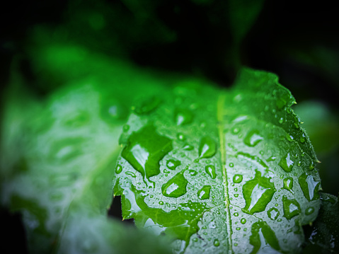 Drops of water on green leaves - soft focus.