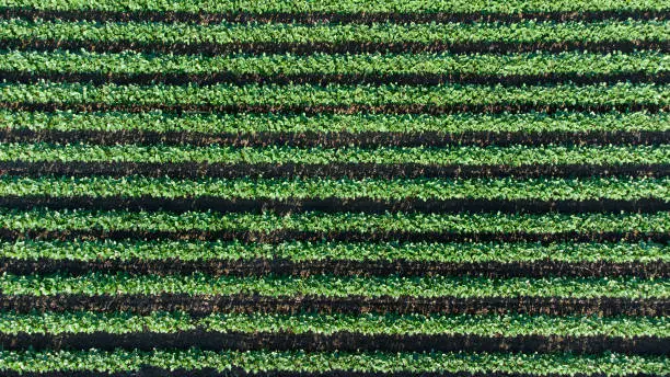 agriculture fields-drone view