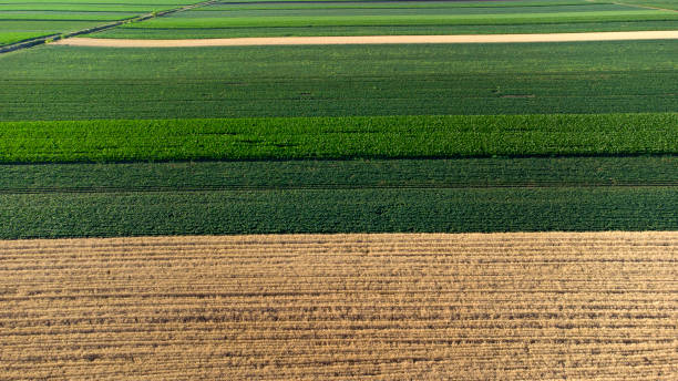 istock agriculture fields in Summer seen from above 1417296739