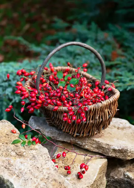 Wicker basket full of freshly harvested rose hips berries in the autumn garden. Rustic style. Healthy nutrition concept.