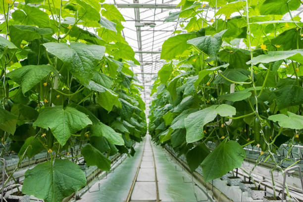Rows of fresh ripe cucumbers in greenhouse. Organic food and vegetables. Healthy eating. Hydroponics in agribusiness. Growing cucumbers in a greenhouse using drip irrigation. Smooth camera movement stock photo