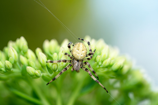 Cellar spider isolated