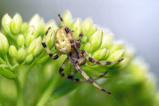 istock Spider on the plant, extreme close-up macro shot 1417297835