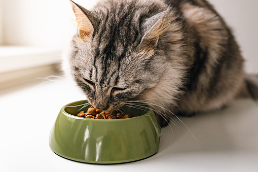 Hungry cat eats dry pet food from green bowl. Fluffy longhaired pet enjoys food. Pet care, properly balanced nutrition for adult cats