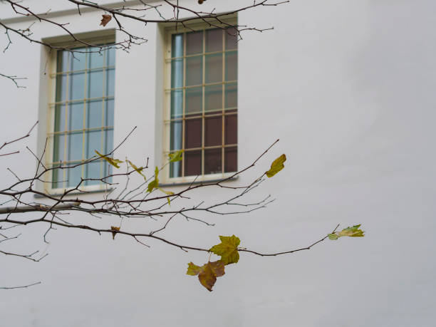 istock close up maple tree branch with only few yellow leaves left on background white wall with two window with bars 1417300745