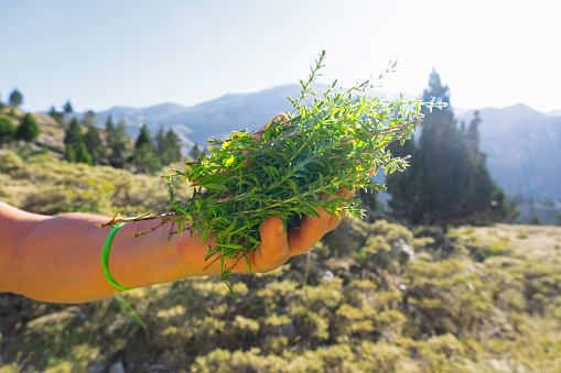 Nature, mountains in the background. Sunlight in between. A hand holds freshly picked thyme