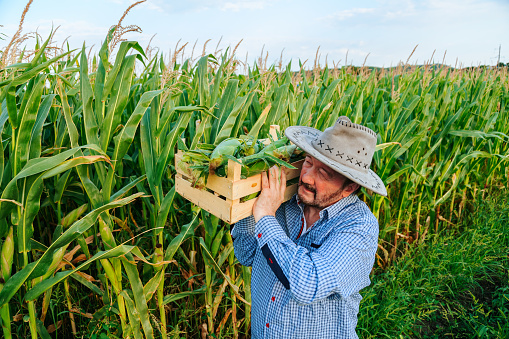 In a corn field, after a hard working day, elderly farmer carries a box of crops on his shoulder. It is hard for senior man, sun is shining brightly, sun hat is on his head. There was a rich harvest.
