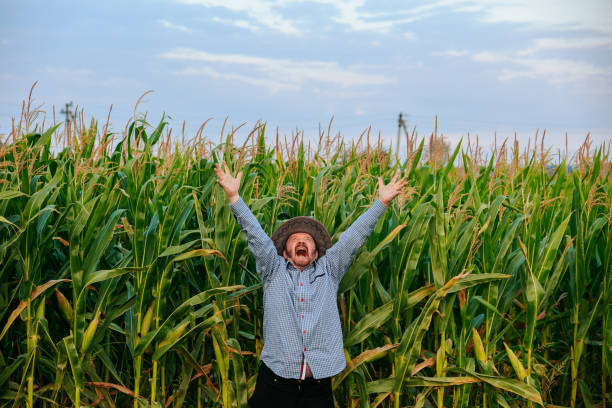 istock Aged screaming man farmer looking at camera joyfully raised his hands up in his field with corn 1417302088