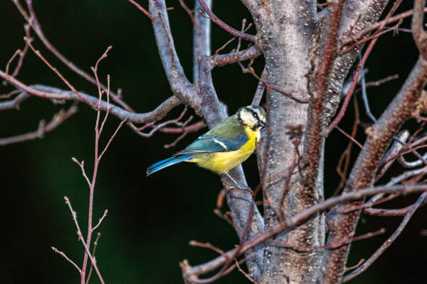 istock Eurasian Blue Tit perched on a tree branch 1417302640