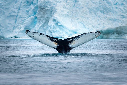 Whale watching scene: Humpback whale tail looking out of water in front of an Iceberg at Ilulissat Icefjord, Greenland