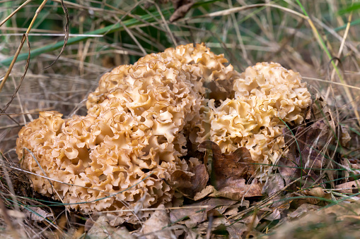 cauliflower mushroom or Krause Glucke - Sparassis crispa