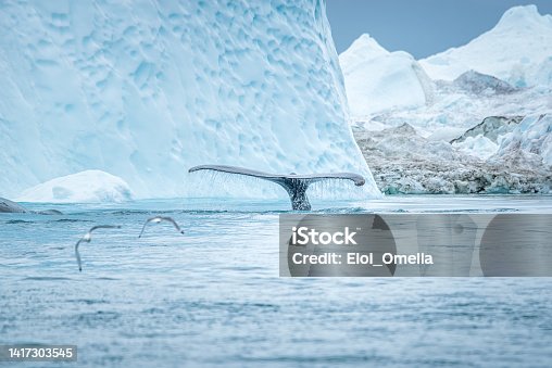 istock humpback whale tail with two seagulls in Greenland 1417303545