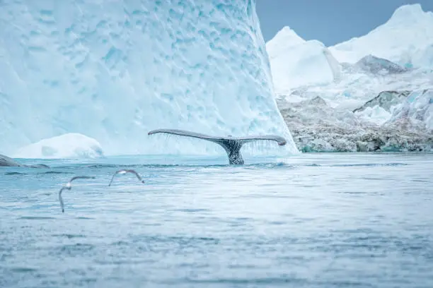 Whale watching tour: Big Humpback whale tail looking out of water in front of an Iceberg at Ilulissat Icefjord, Greenland. The seagulls picking up the scrapes