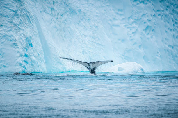 istock humpback whale and tail in the icebergs. Greenland 1417303547