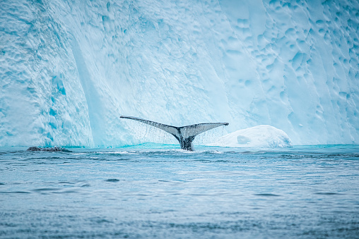 A humpback whale tail fluke shows at it begins to dive, Paradise Harbor, Antarctic Peninsula.