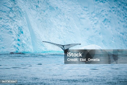 istock humpback whale and tail in the icebergs. Greenland 1417303547
