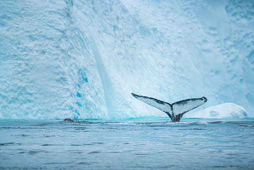 Whale watching scene: Two Humpback whale in the sea. One is showing his back and the other is showing his tail out of water in front of the Icebergs at Ilulissat Icefjord, Greenland