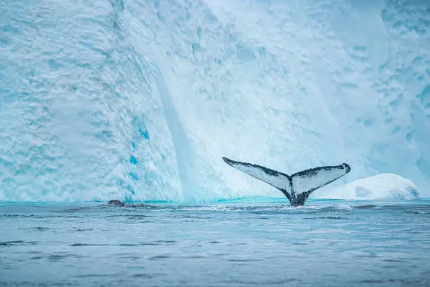 Whale watching scene: Two Humpback whale in the sea. One is showing his back and the other is showing his tail out of water in front of the Icebergs at Ilulissat Icefjord, Greenland