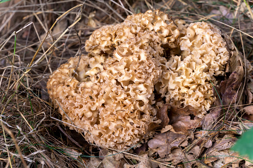cauliflower mushroom or Krause Glucke - Sparassis crispa