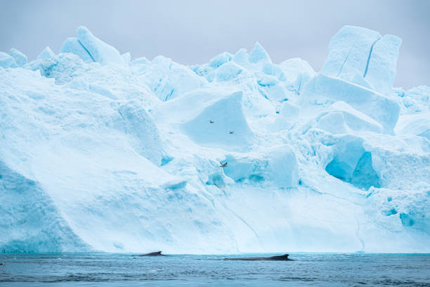 les icebergs dérivent dans des mers calmes au large de la côte du groenland avec deux baleines nageant - nautical vessel journey diving flipper photos et images de collection