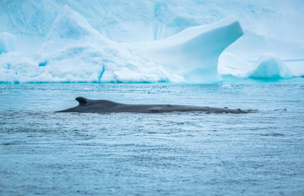 グリーンランドに戻るザトウクジラ - nautical vessel journey diving flipper ストックフォトと画像