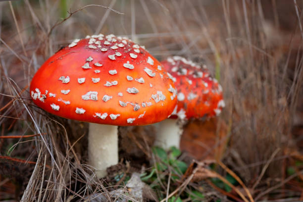 аманита мускария, fly агарический гриб - moss fungus macro toadstool стоковые фото и изображения
