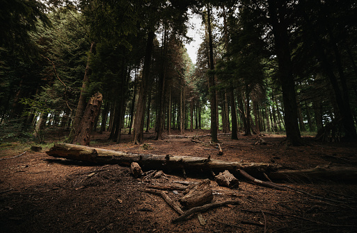 A fallen tree deep in the woods