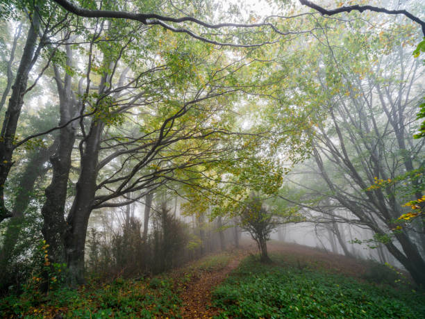 istock Gorgeous autumn beech forest in Grevolosa Forest, Catalonia, Spain 1417306528