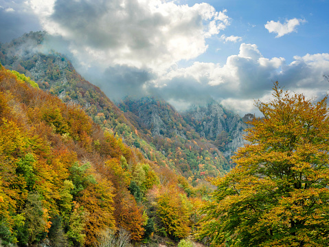 View of autumn beech forest in Grevolosa Forest, La Garrotxa, Catalonia, Spain