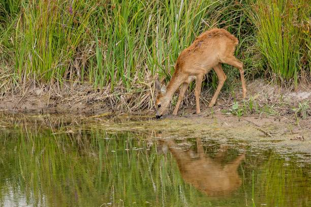 istock A young brown thirsty female roe deer 1417308823