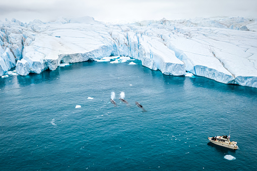 Aerial view of a boat with tourists watching three Humpback whales (Megaptera novaeangliae) swiming next to the Icebergs at Ilulissat Icefjord, Greenland. two are spraying water from blowhole