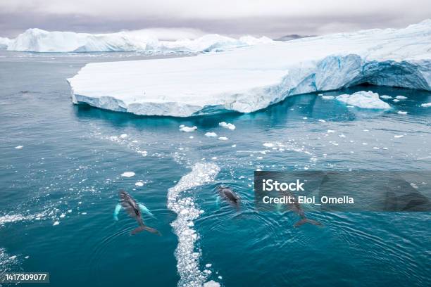 Whales In The Wild In Greenland Stock Photo - Download Image Now - Arctic, Whale, Greenland