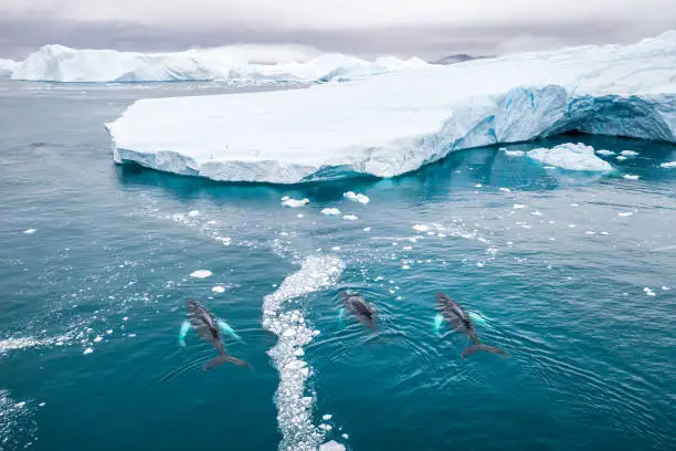 Aerial view of three Humpback whales (Megaptera novaeangliae) swiming in the Icebergs at Ilulissat Icefjord, Greenland