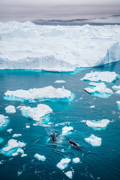 drone point of view of two whales in the middle of the icebergs melting in Greenland drone point of view of two Humpback whales in the middle of the icebergs melting in Ilulissat Icefjord, Affected by climate change and global warming, Greenland ilulissat icefjord stock pictures, royalty-free photos & images