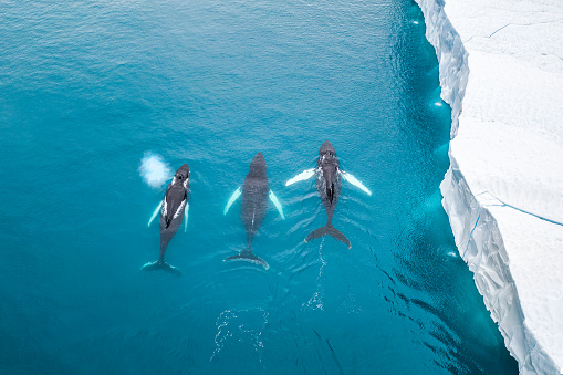 Aerial view of three Humpback whales (Megaptera novaeangliae) swiming next to an Icebergs at Ilulissat Icefjord, Greenland. One is spraying water from blowhole