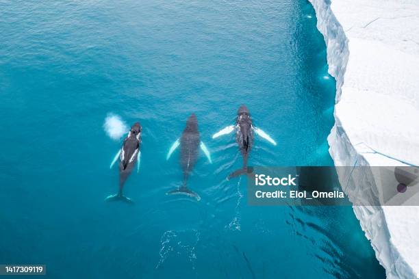 Whales Spraying Water From Blowhole While Swimming In Greenland Stock Photo - Download Image Now