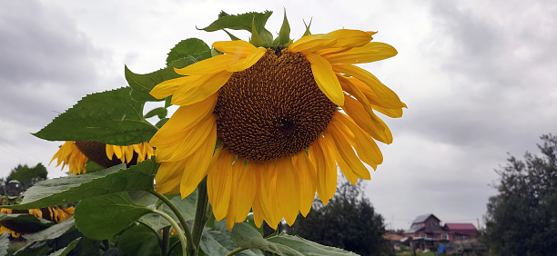 Sunflower against a stormy sky.