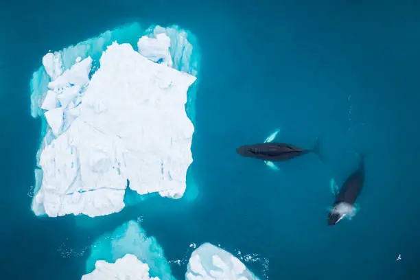 Aerial top view of two Humpback whales (Megaptera novaeangliae) in front of an Iceberg at Ilulissat Icefjord, Greenland